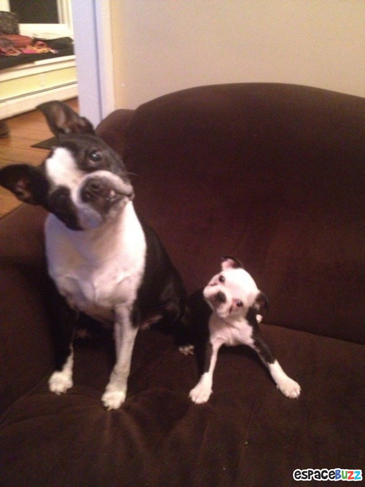 Illustration de l'article : Top 12 des bébés animaux qui font tout comme leurs parents