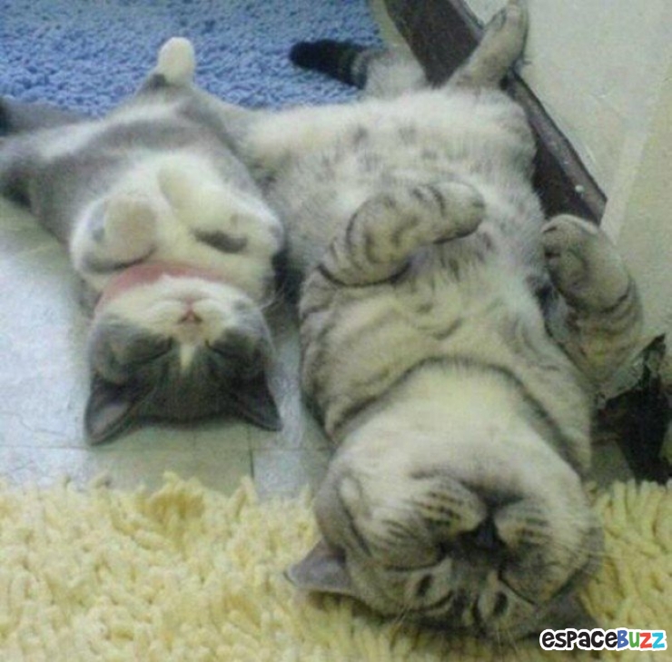 Illustration de l'article : Top 12 des bébés animaux qui font tout comme leurs parents