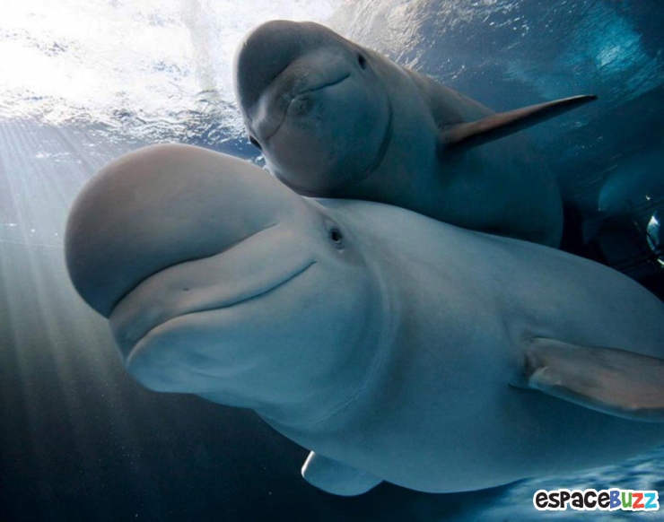 Illustration de l'article : Top 12 des bébés animaux qui font tout comme leurs parents