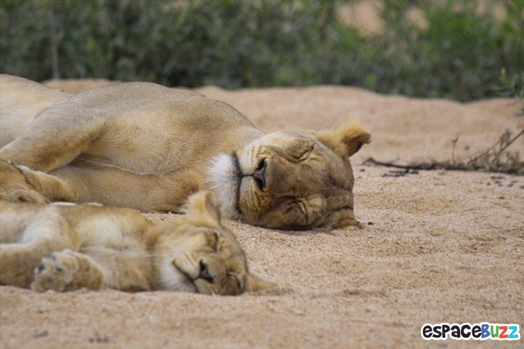 Illustration de l'article : Top 12 des bébés animaux qui font tout comme leurs parents