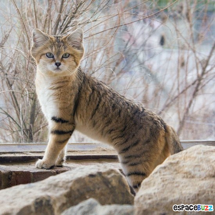 Illustration de l'article : 15 photos de magnifiques félins menacés d'extinction!