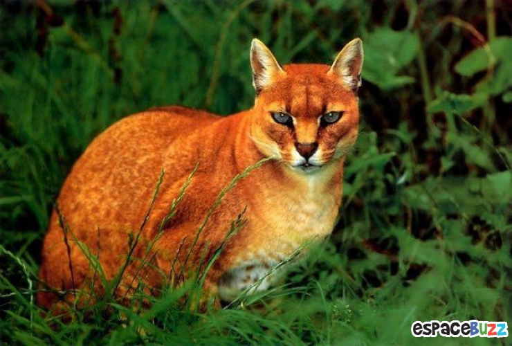 Illustration de l'article : 15 photos de magnifiques félins menacés d'extinction!