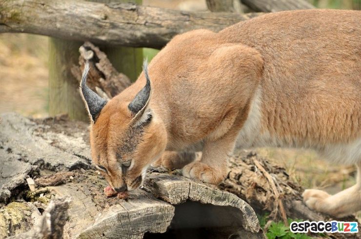 Illustration de l'article : 15 photos de magnifiques félins menacés d'extinction!