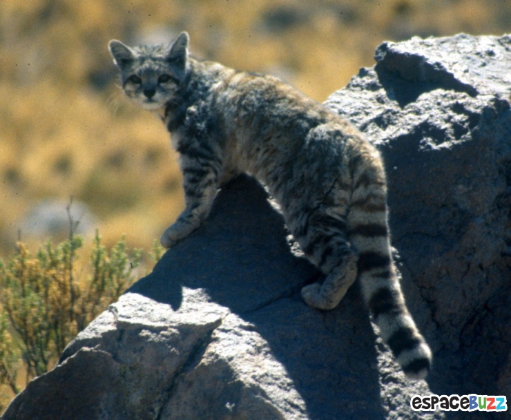 Illustration de l'article : 15 photos de magnifiques félins menacés d'extinction!