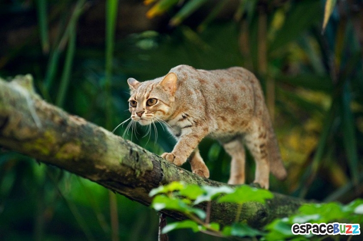 Illustration de l'article : 15 photos de magnifiques félins menacés d'extinction!