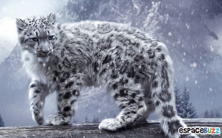 Illustration de l'article : 15 photos de magnifiques félins menacés d'extinction!