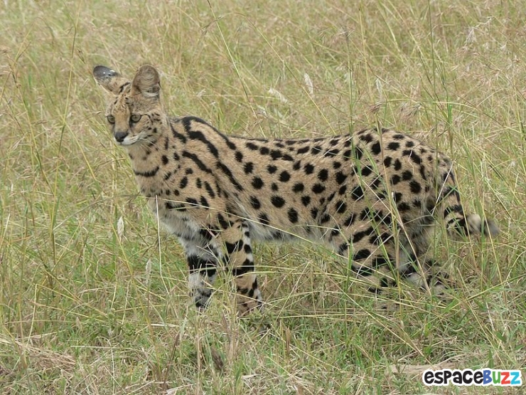 Illustration de l'article : 15 photos de magnifiques félins menacés d'extinction!