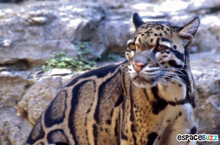 Illustration de l'article : 15 photos de magnifiques félins menacés d'extinction!