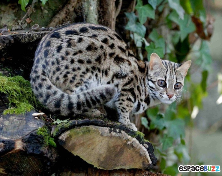 Illustration de l'article : 15 photos de magnifiques félins menacés d'extinction!