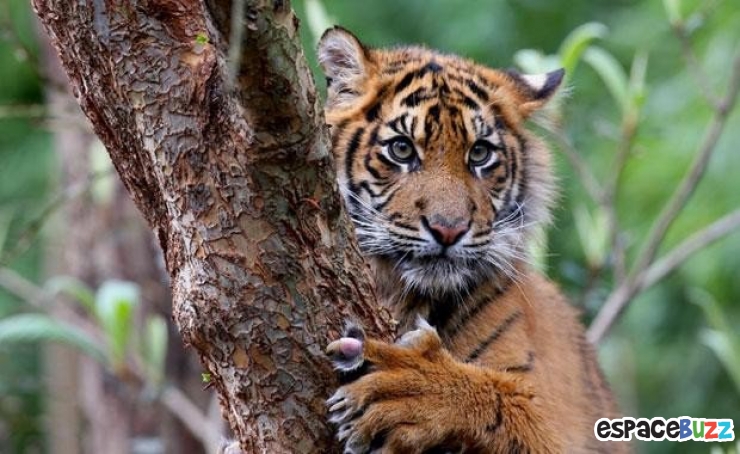 Illustration de l'article : 15 photos de magnifiques félins menacés d'extinction!