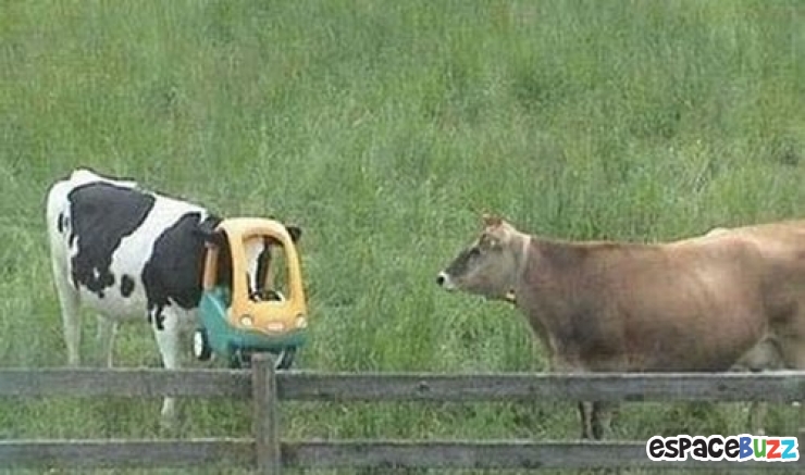 Illustration de l'article : 10 photos d'animaux en mauvaise posture et qui ont l'air un peu ridicule