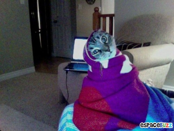 Illustration de l'article : 10 photos d'animaux en mauvaise posture et qui ont l'air un peu ridicule