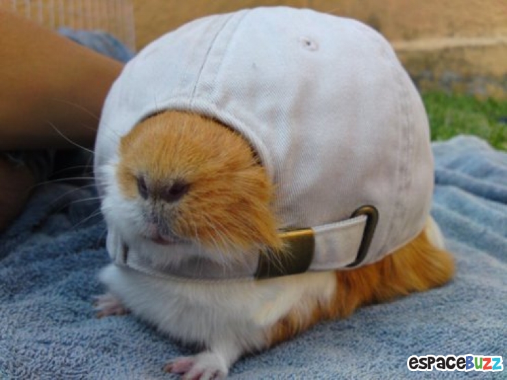 Illustration de l'article : 10 photos d'animaux en mauvaise posture et qui ont l'air un peu ridicule