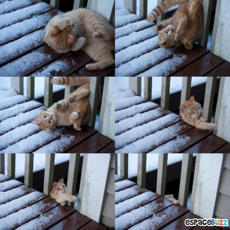 Illustration de l'article : 10 photos d'animaux en mauvaise posture et qui ont l'air un peu ridicule