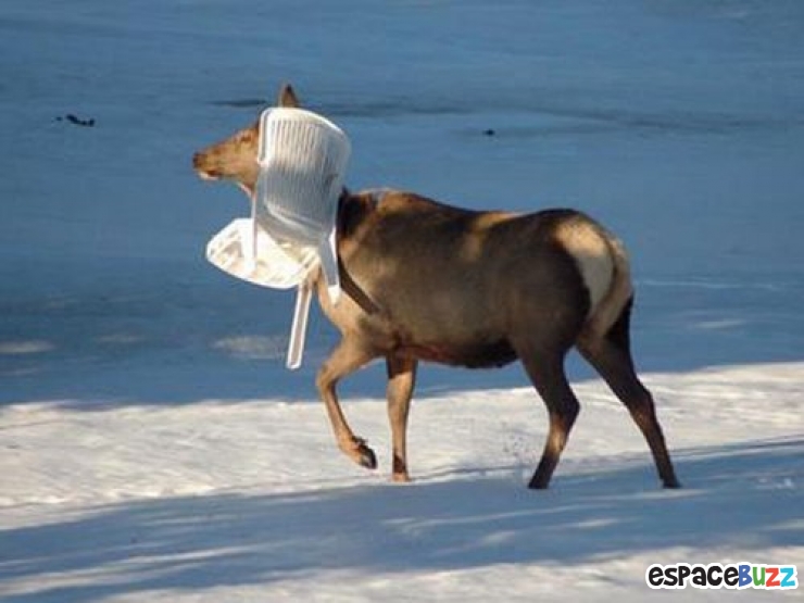 Illustration de l'article : 10 photos d'animaux en mauvaise posture et qui ont l'air un peu ridicule