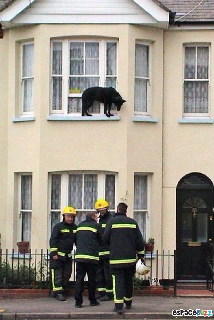 Illustration de l'article : 10 photos d'animaux en mauvaise posture et qui ont l'air un peu ridicule
