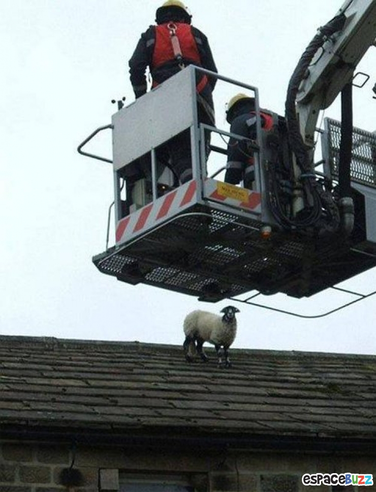 Illustration de l'article : 10 photos d'animaux en mauvaise posture et qui ont l'air un peu ridicule