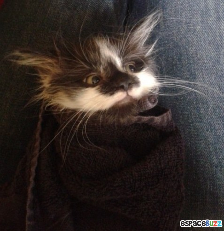 Illustration de l'article : 15 photos de chats emmitouflés que l'on croquerait sans hésiter