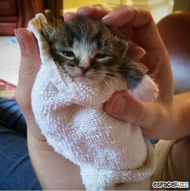 Illustration de l'article : 15 photos de chats emmitoufl&eacute;s que l'on croquerait sans h&eacute;siter