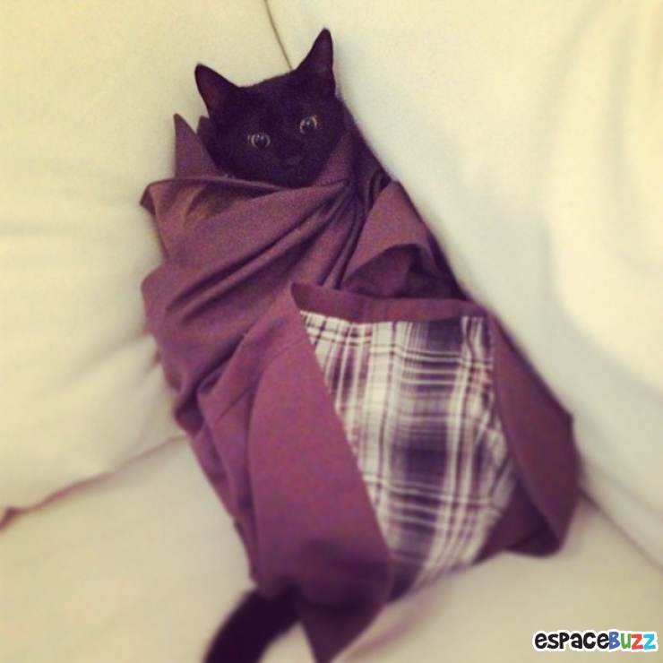 Illustration de l'article : 15 photos de chats emmitouflés que l'on croquerait sans hésiter