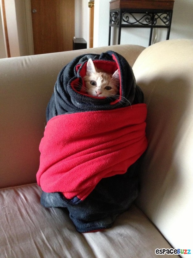 Illustration de l'article : 15 photos de chats emmitouflés que l'on croquerait sans hésiter