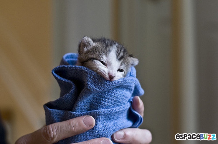 Illustration de l'article : 15 photos de chats emmitouflés que l'on croquerait sans hésiter