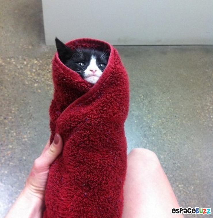 Illustration de l'article : 15 photos de chats emmitouflés que l'on croquerait sans hésiter