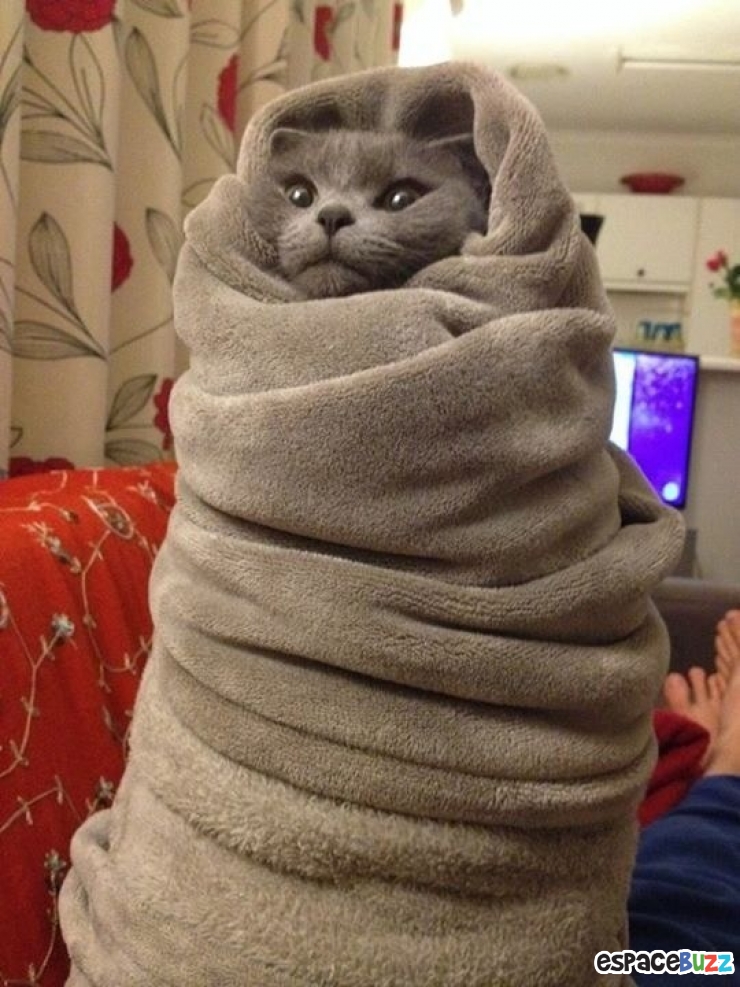 Illustration de l'article : 15 photos de chats emmitouflés que l'on croquerait sans hésiter