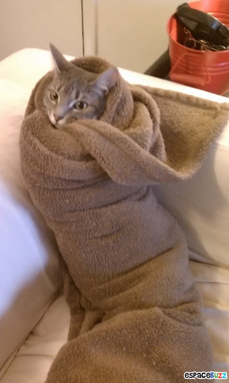 Illustration de l'article : 15 photos de chats emmitouflés que l'on croquerait sans hésiter