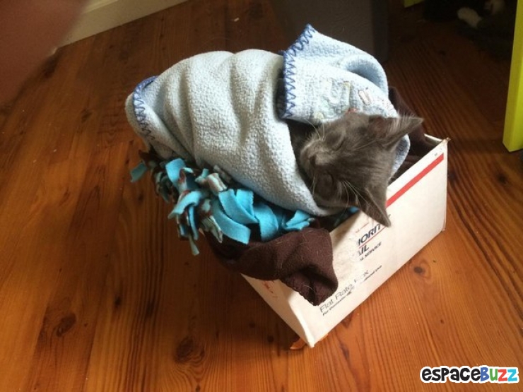 Illustration de l'article : 15 photos de chats emmitouflés que l'on croquerait sans hésiter