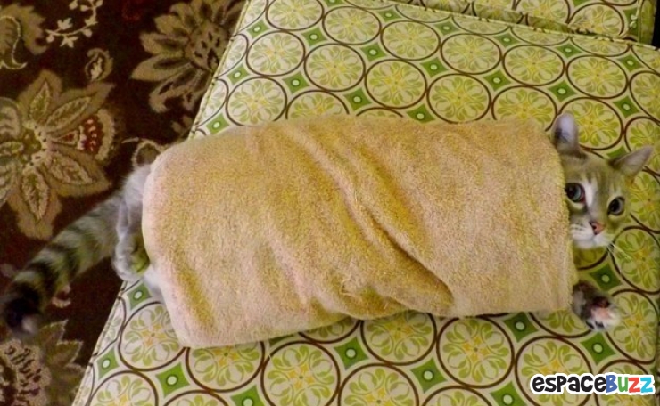 Illustration de l'article : 15 photos de chats emmitouflés que l'on croquerait sans hésiter