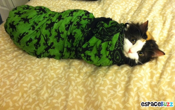 Illustration de l'article : 15 photos de chats emmitouflés que l'on croquerait sans hésiter