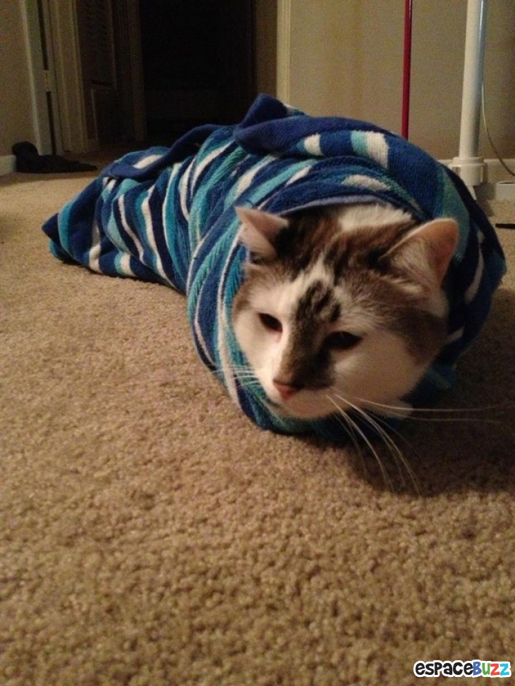 Illustration de l'article : 15 photos de chats emmitouflés que l'on croquerait sans hésiter