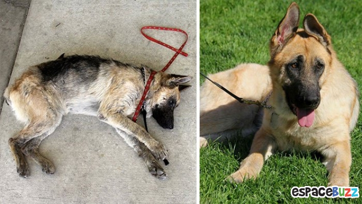 Illustration de l'article : 10 chiens recueillis et soignés après avoir été retrouvés en piteux état