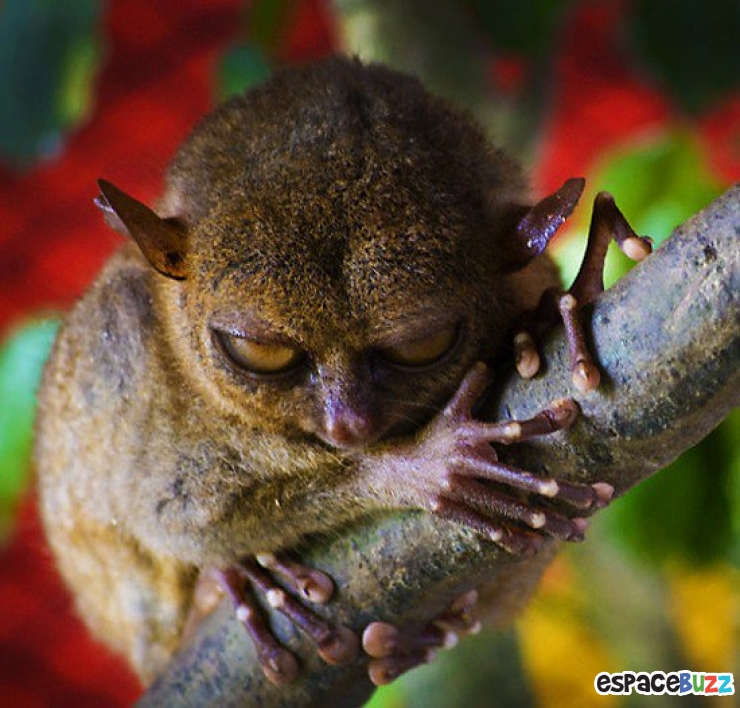 Illustration de l'article : 14 photos d'animaux qui ont l'air de préparer un sale coup