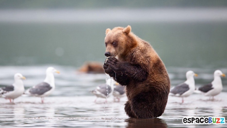 Illustration de l'article : 14 photos d'animaux qui ont l'air de préparer un sale coup