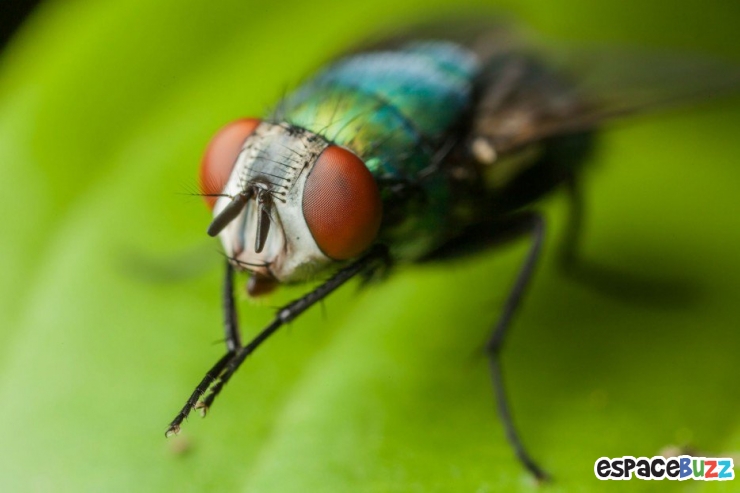 Illustration de l'article : 14 photos d'animaux qui ont l'air de préparer un sale coup