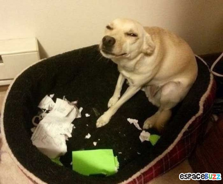 Illustration de l'article : 14 photos d'animaux qui ont l'air de préparer un sale coup