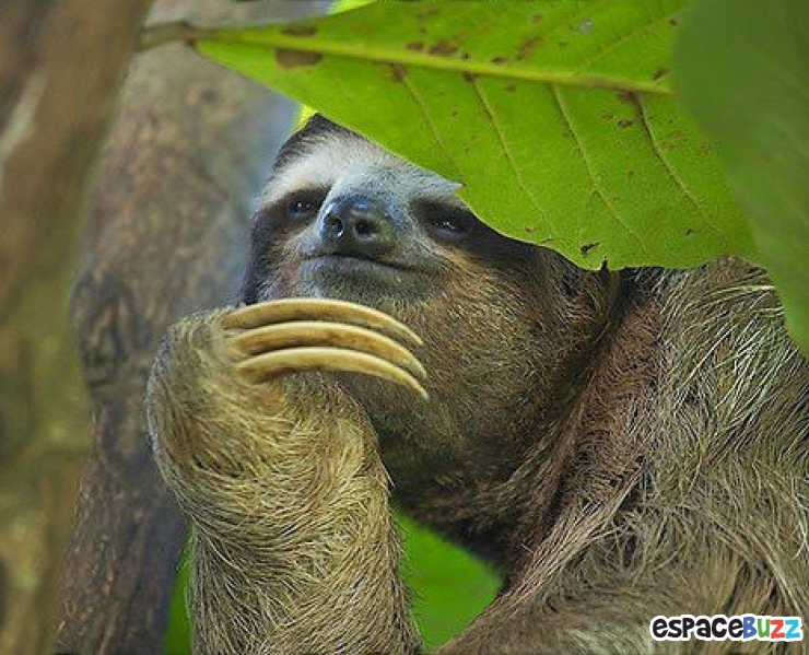 Illustration de l'article : 14 photos d'animaux qui ont l'air de préparer un sale coup