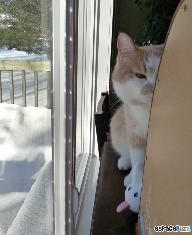 Illustration de l'article : 14 photos d'animaux qui ont l'air de préparer un sale coup