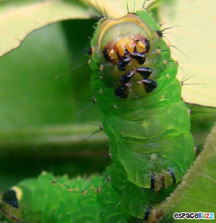 Illustration de l'article : 14 photos d'animaux qui ont l'air de préparer un sale coup
