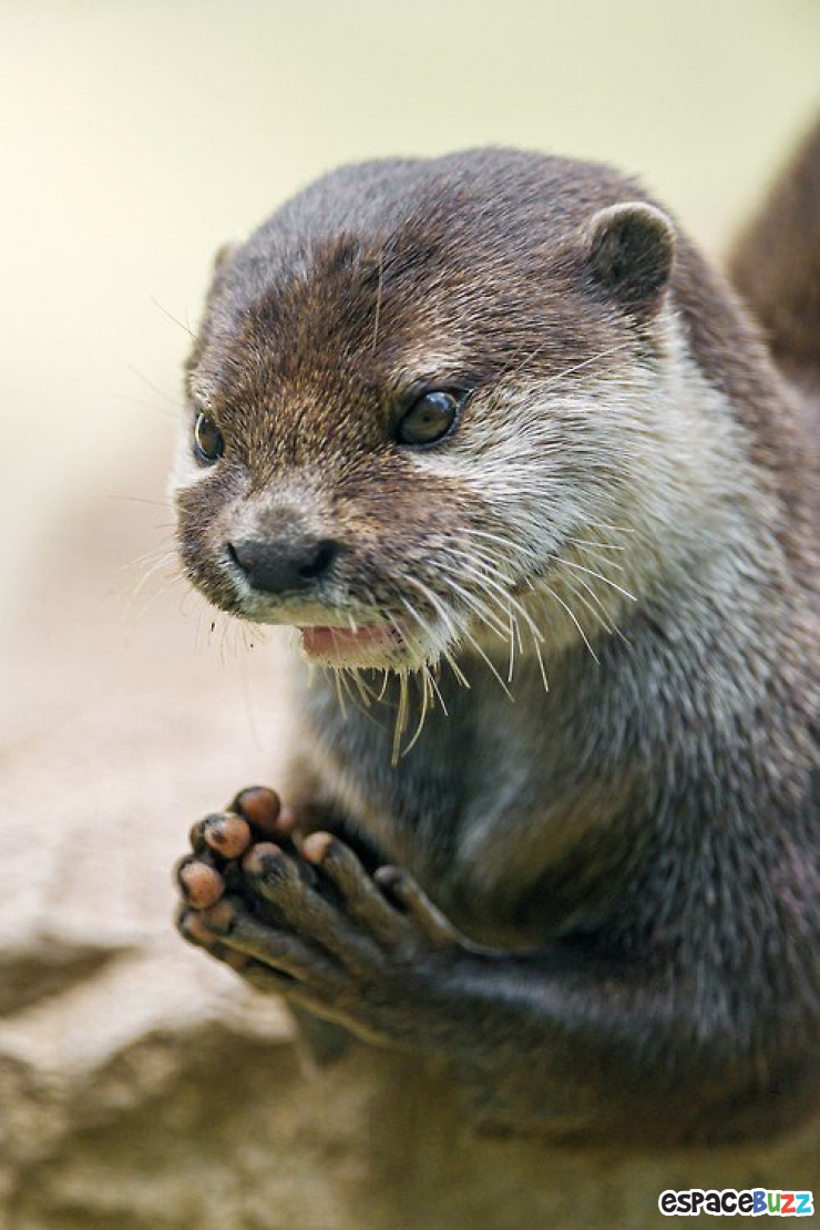 Illustration de l'article : 14 photos d'animaux qui ont l'air de préparer un sale coup