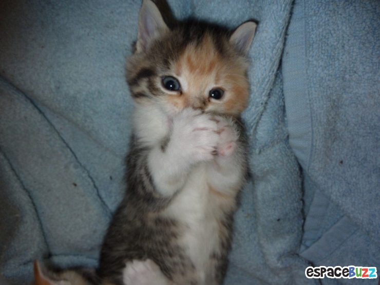 Illustration de l'article : 14 photos d'animaux qui ont l'air de préparer un sale coup