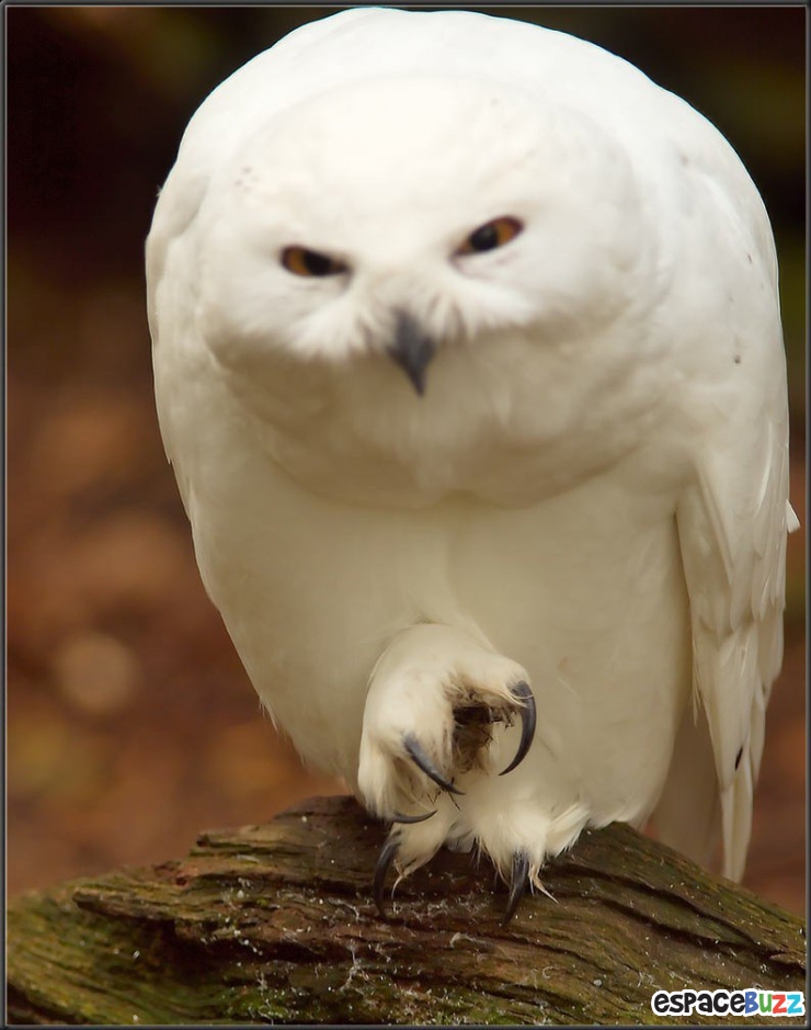 Illustration de l'article : 14 photos d'animaux qui ont l'air de préparer un sale coup