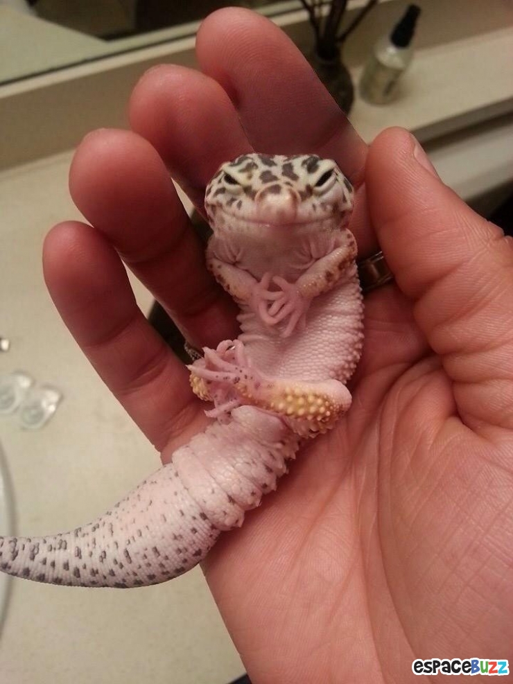 Illustration de l'article : 14 photos d'animaux qui ont l'air de préparer un sale coup