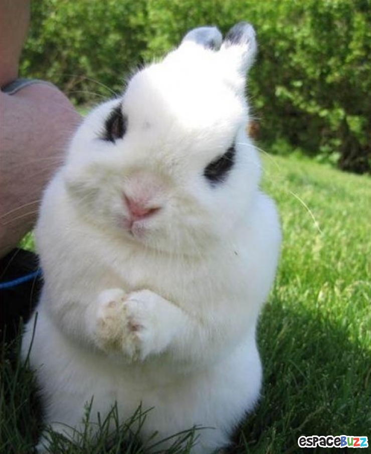 Illustration de l'article : 14 photos d'animaux qui ont l'air de préparer un sale coup