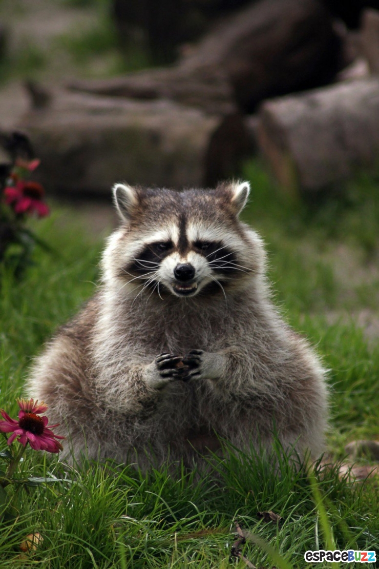 Illustration de l'article : 14 photos d'animaux qui ont l'air de préparer un sale coup