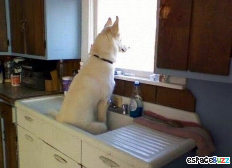 Illustration de l'article : 15 animaux qui attendent patiemment (ou très impatiemment) leurs maîtres