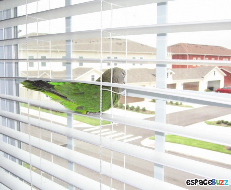 Illustration de l'article : 15 animaux qui attendent patiemment (ou très impatiemment) leurs maîtres