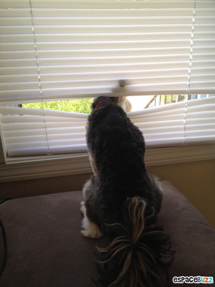 Illustration de l'article : 15 animaux qui attendent patiemment (ou très impatiemment) leurs maîtres